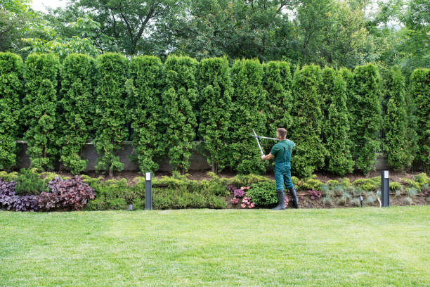 Best Tree Preservation Services  in La Grange Park, IL